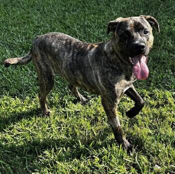 STEVIE -  Plott Hound and Labrador Retriever Dog for Adoption in Grovetown, Georgia - STEVIE | PetCurious