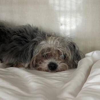 Dolly Parton -  Yorkshire Terrier and Mixed Breed Dog for Adoption in Northbrook, Illinois - Dolly Parton | PetCurious