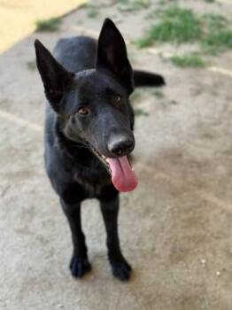 German Shepherd Dog and Mixed Breed Dogs Available for Adoption - JUNE | PetCurious