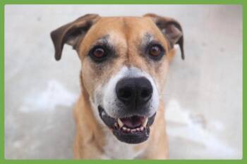 Boxer and Black Mouth Cur Dogs Available for Adoption in Amherst, Massachusetts - Denim | PetCurious