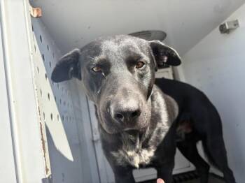 MARS -  Labrador Retriever and Mixed Breed Dog for Adoption in Riverside, California - MARS | PetCurious