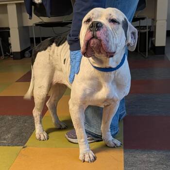American Bulldog Dogs Available for Adoption in Philadelphia, Pennsylvania - Snuffle | PetCurious