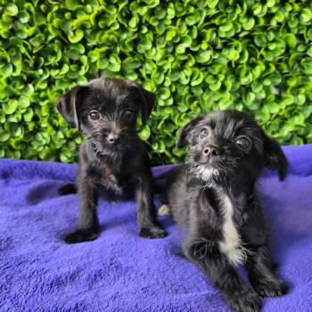 Terrier Dogs Available for Adoption in Novato, California - Rocky | PetCurious