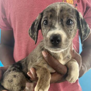 Marigold - Local October 9-11 -  Catahoula Leopard Dog Dog for Adoption in Brookshire, Texas - Marigold - Local October 9-11 | PetCurious