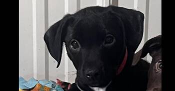 Rosco -  Chihuahua and Mixed Breed Dog for Adoption in Papillion, Nebraska - Rosco | PetCurious