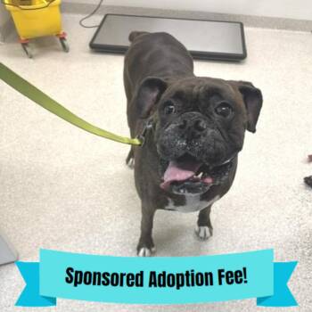 Monroe -  Boxer Dog for Adoption - Monroe | PetCurious