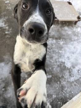 Hound Dogs Available for Adoption - Lucas | PetCurious