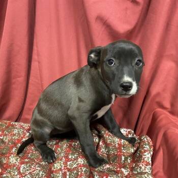 ESPRESSO -  Pit Bull Terrier and Mixed Breed Dog for Adoption in Modesto, California - ESPRESSO | PetCurious