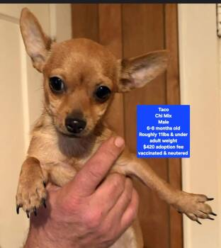 Taco -  Chihuahua Dog for Adoption in Oviedo, Florida - Taco | PetCurious