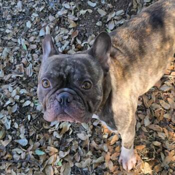 Rescue French Bulldog Dogs for Adoption in Sonora, California - Taz And Mabel | PetCurious