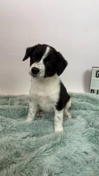 Potsticker -  Cattle Dog and Husky Dog for Adoption in Phoenix, Arizona - Potsticker | PetCurious