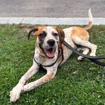 Rescue Cattle Dog and Hound Dogs for Adoption in Fairfax Station, Virginia - Tater | PetCurious