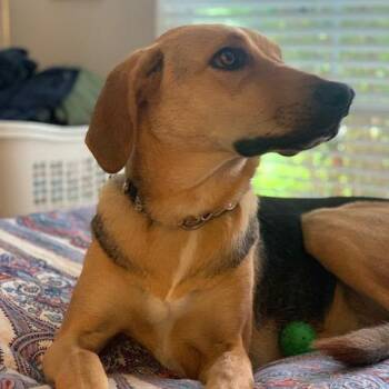 NY Bella (Home in Hartsdale NY) -  German Shepherd Dog and American Foxhound Dog for Adoption in Stormville, New York - NY Bella (Home In Hartsdale NY) | PetCurious
