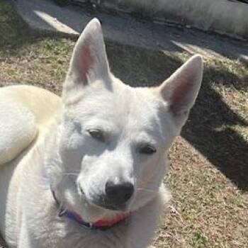 Husky Dogs Available for Adoption in Andover, Massachusetts - Dalton - Local Dog | PetCurious