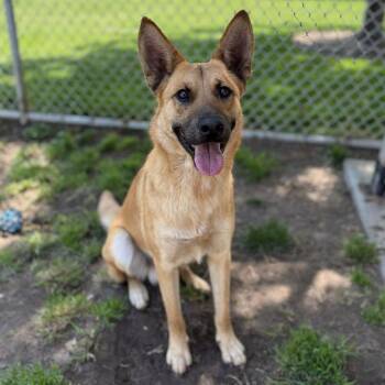 German Shepherd Dog and Mixed Breed Dogs Available for Adoption in Modesto, California - SCOUT | PetCurious