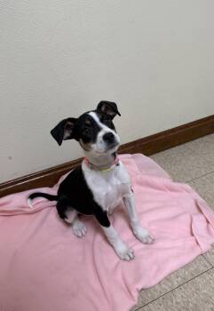 Australian Shepherd and Hound Dogs Available for Adoption in Douglas, Massachusetts - Iris | PetCurious