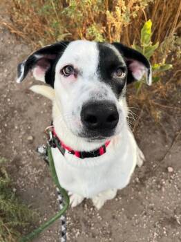 Scorpio -  Pointer and Mixed Breed Dog for Adoption in Fort Collins, Colorado - Scorpio | PetCurious