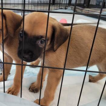 Pumpkin -  Mixed Breed Dog for Adoption in Merritt Island, Florida - Pumpkin | PetCurious