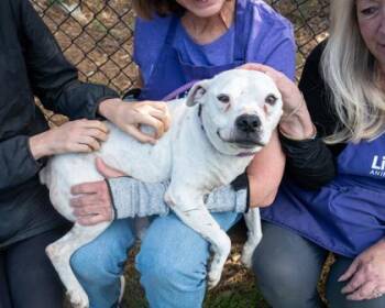 Mixed Breed Dogs Available for Adoption in Chamblee, Georgia - Trumpet | PetCurious