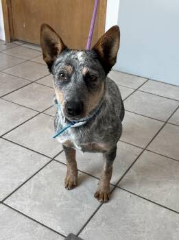 Skip -  Australian Cattle Dog Blue Heeler Dog for Adoption in Grant, Nebraska - Skip | PetCurious