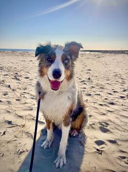 Rescue Australian Shepherd Dogs for Adoption in Hanson, Massachusetts - Archie | PetCurious