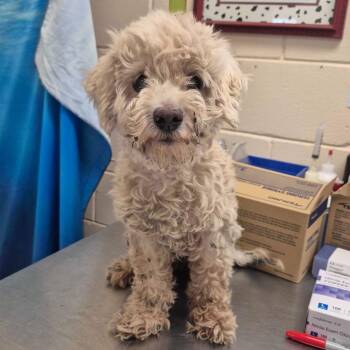 Blossom -  Maltese Dog for Adoption in Lake Panasoffkee, Florida - Blossom | PetCurious