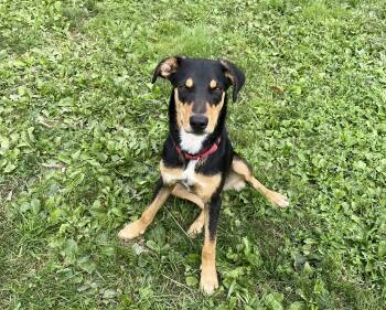 Dobbie -  Australian Shepherd and Doberman Pinscher Dog for Adoption in Salem, Ohio - Dobbie | PetCurious
