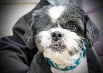 Shih Tzu Dogs Available for Adoption in Calgary, Alberta - Violet | PetCurious