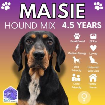 Rescue Hound Dogs for Adoption in Aurora, Ontario - Maisie | PetCurious