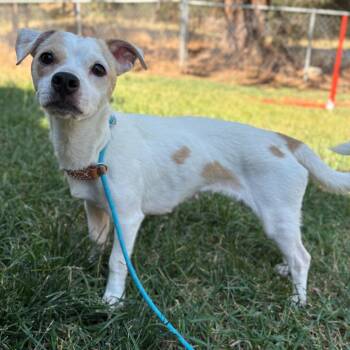Chloe -  Mixed Breed Dog for Adoption in Spokane, Washington - Chloe | PetCurious