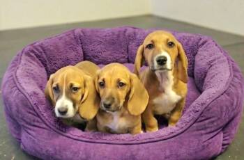 Tiffany MORE PICS COMING -  Basset Hound Dog for Adoption in Athens, Alabama - Tiffany MORE PICS COMING | PetCurious