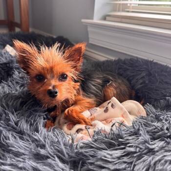 Adriana -  Yorkshire Terrier Dog for Adoption in Sinking Spring, Pennsylvania - Adriana | PetCurious