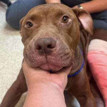 Zigrietta -  American Staffordshire Terrier and Mixed Breed Dog for Adoption in New York, New York - Zigrietta | PetCurious