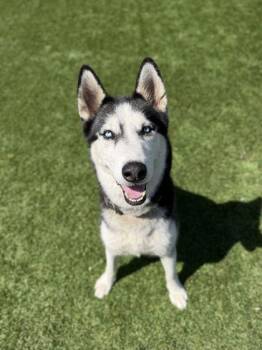 Luna Rose - 1 -  Siberian Husky and Mixed Breed Dog for Adoption in Daytona Beach, Florida - Luna Rose - 1 | PetCurious
