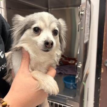 Cleopatra -  Mixed Breed Dog for Adoption in Davenport, Iowa - Cleopatra | PetCurious
