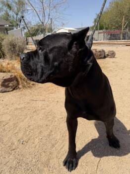Jilly -  Cane Corso Dog for Adoption in Glendale, Arizona - Jilly | PetCurious