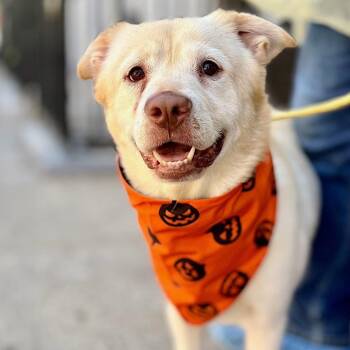 CORDI -  Labrador Retriever and Shepherd Dog for Adoption in New York, New York - CORDI | PetCurious