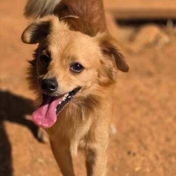 Benjamin -  Chihuahua Dog for Adoption in Anderson, South Carolina - Benjamin | PetCurious