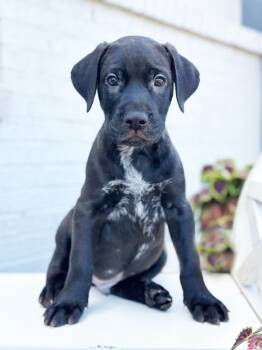 Rescue Labrador Retriever and Mixed Breed Dogs for Adoption in Savage, Minnesota - Construction Litter - Forklift | PetCurious