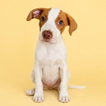 Sissy -  Mixed Breed Dog for Adoption in Pulaski, Tennessee - Sissy | PetCurious