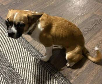 Boxer Dogs Available for Adoption - Faith - FOSTER OR ADOPT ME WITH HOPE!! | PetCurious