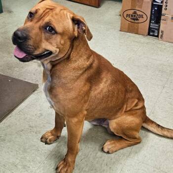 Mixed Breed Dogs Available for Adoption - 2/16/2026-Stray-2ndAvenue | PetCurious