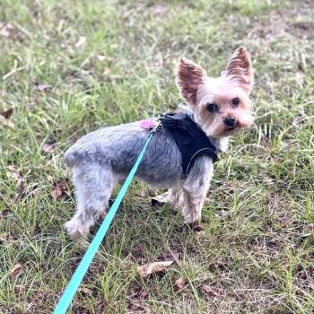 Harley -  Yorkshire Terrier Dog for Adoption in Opelika, Alabama - Harley | PetCurious