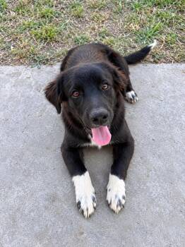 Diesel -  German Wirehaired Pointer Dog for Adoption in Dallas, Texas - Diesel | PetCurious