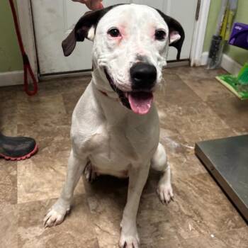 Pointer and Mixed Breed Dogs Available for Adoption in Floresville, Texas - Lucy | PetCurious