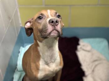 Genie -  Mixed Breed Dog for Adoption - Genie | PetCurious