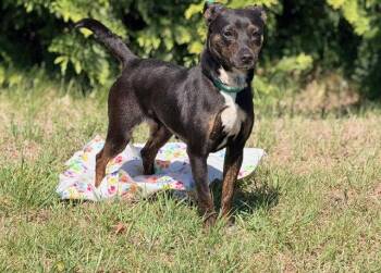 Feist Dogs Available for Adoption in Raleigh, North Carolina - Darla | PetCurious
