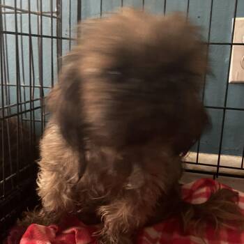 Ashlea FKA S13 -  Mixed Breed Dog for Adoption in Leander, Texas - Ashlea FKA S13 | PetCurious