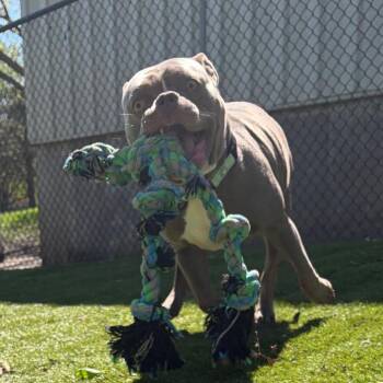 Dory -  Mixed Breed Dog for Adoption in Davenport, Iowa - Dory | PetCurious