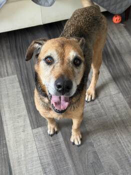 Leni -  Hound and Shepherd Dog for Adoption in Mahwah, New Jersey - Leni | PetCurious